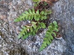 Asplenium marinum
