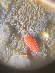 Gyponana gladia