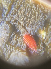 Gyponana gladia