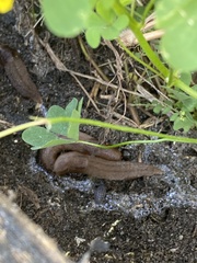 Ambigolimax valentianus