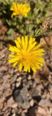 Hieracium lachenalii