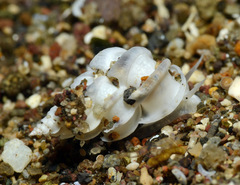 Epitonium replicatum