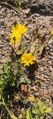 Hieracium lachenalii