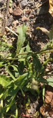 Hieracium lachenalii