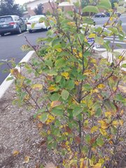 Amelanchier alnifolia
