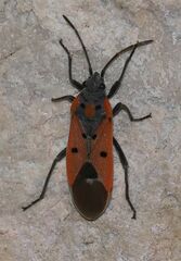 Lygaeus creticus