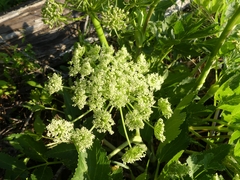 Angelica lucida