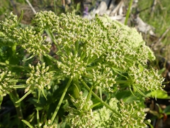 Angelica lucida
