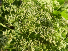 Angelica lucida