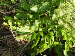 Angelica lucida