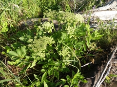Angelica lucida