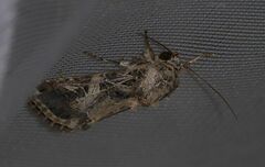 Spodoptera littoralis