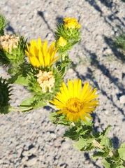 Grindelia ciliata