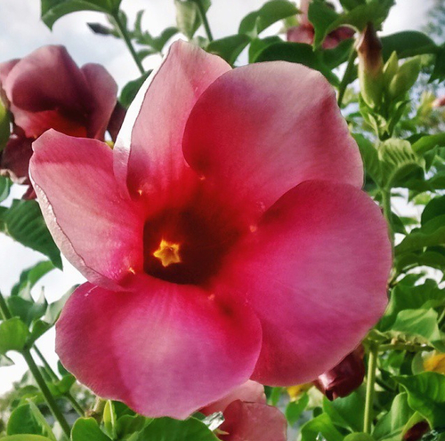 Allamanda blanchetii