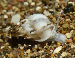 Epitonium replicatum