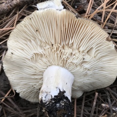 Russula densifolia