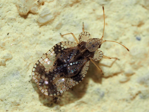 Pear Lace Bug