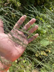 Asparagus officinalis