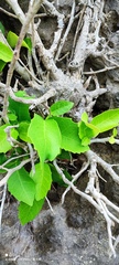 Ficus tinctoria