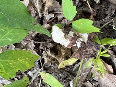 Loweomyces fractipes
