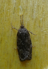 Choristoneura fumiferana