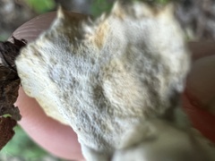 Loweomyces fractipes
