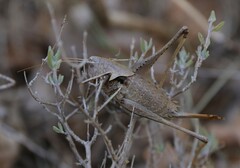 Thyreonotus corsicus