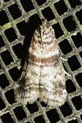 Sciota uvinella