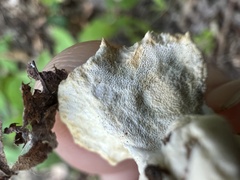 Loweomyces fractipes