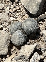 Mammillaria lasiacantha