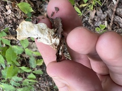 Loweomyces fractipes