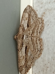 Peribatodes correptaria