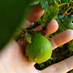 Andricus quercustozae