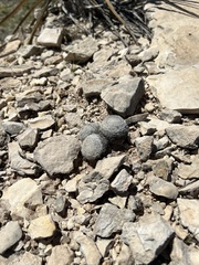 Mammillaria lasiacantha
