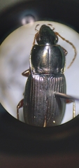 Poecilus lucublandus