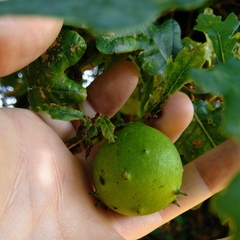 Andricus quercustozae