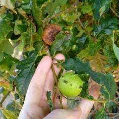 Andricus quercustozae