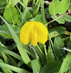 Arachis pintoi