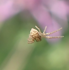 Arachnida
