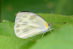 Pieris canidia