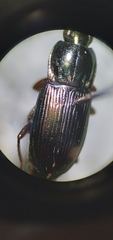 Poecilus lucublandus