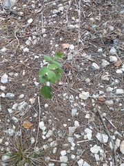 Toxicodendron radicans