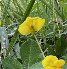 Arachis pintoi