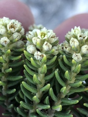 Phylica axillaris maritima