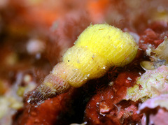 Epitoniidae