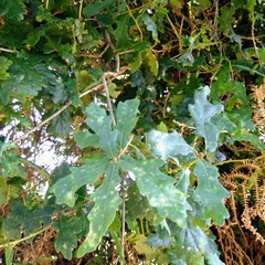 Andricus quercustozae