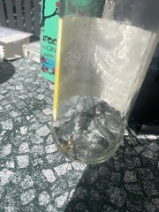 Vespula germanica