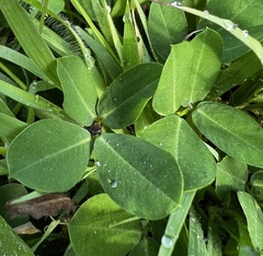 Arachis pintoi