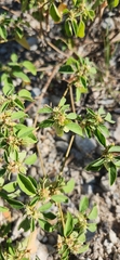 Croton monanthogynus