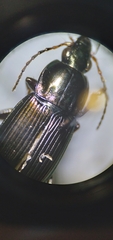 Poecilus lucublandus